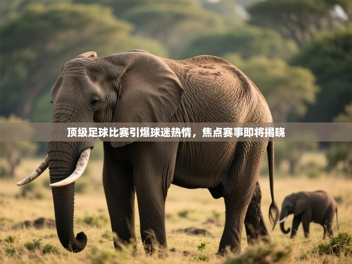 顶级足球比赛引爆球迷热情，焦点赛事即将揭晓